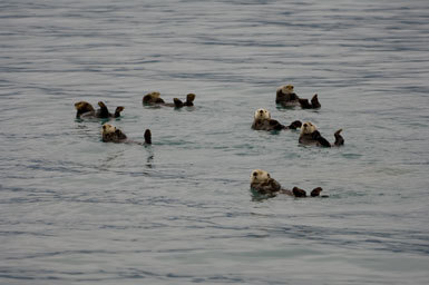 Image of Sea Otter