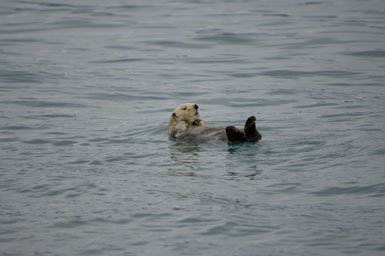 Image of Sea Otter