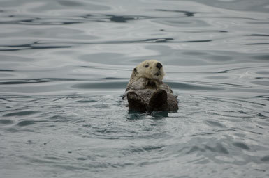 Image of Sea Otter