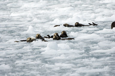 Image of Sea Otter