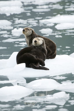 Image of Sea Otter