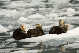 Image of Sea Otter