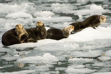 Image of Sea Otter