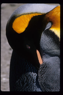 Image of King Penguin