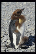 Image of King Penguin