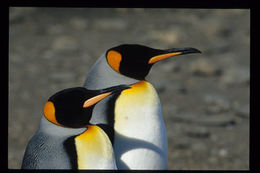 Image of King Penguin