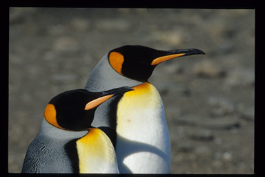 Image of King Penguin