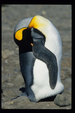 Image of King Penguin