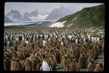 Image of King Penguin