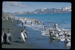 Image of King Penguin