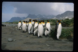 Image of King Penguin