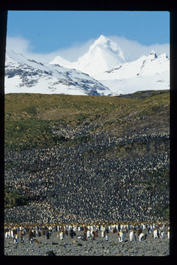 Image of King Penguin