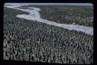 Image of King Penguin