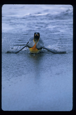 Image of King Penguin