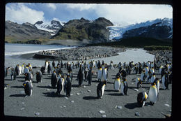 Image of King Penguin