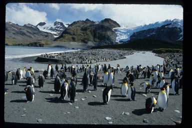 Image of King Penguin