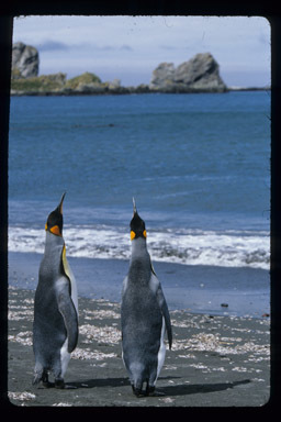 Image of King Penguin