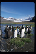 Image of King Penguin