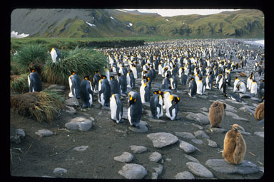 Image of King Penguin