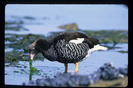 Image of kelp goose