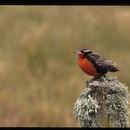 Sivun <i>Sturnella loyca falklandica</i> kuva