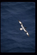 Image of Cape Petrel