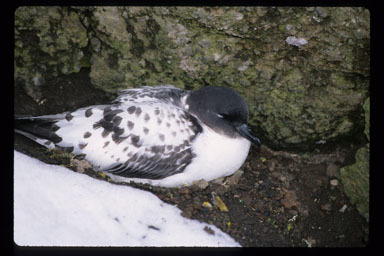 Image of Cape Petrel