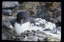 Image of Cape Petrel