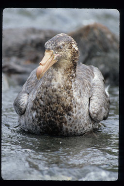 Image of Hall's Giant-Petrel