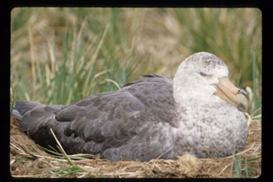 Image of Antarctic Giant-Petrel