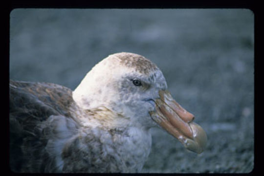 Image of Antarctic Giant-Petrel