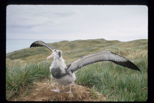 Image of Wandering albatross