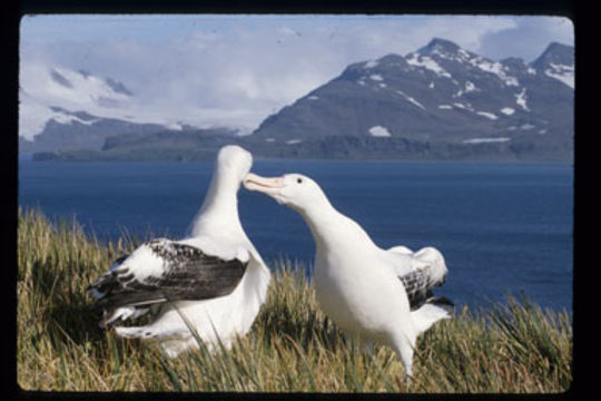 Image of Wandering albatross