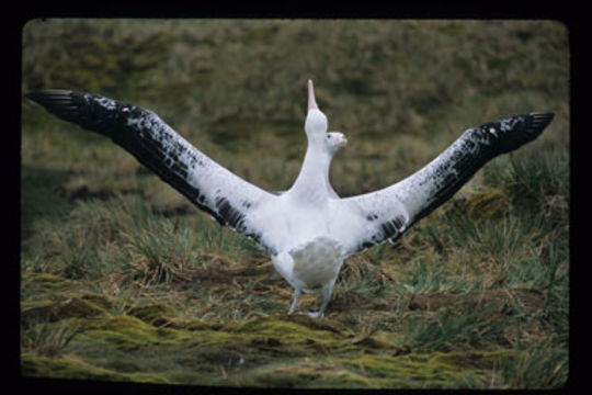 Image of Wandering albatross