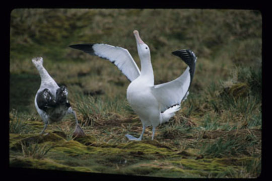 Image of Wandering albatross