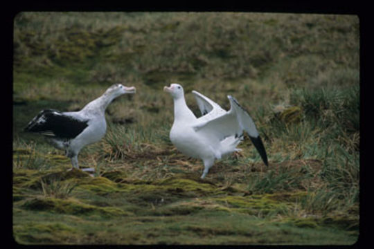 Image of Wandering albatross