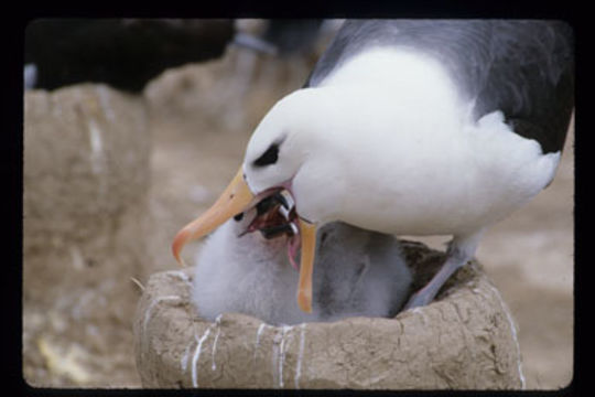 Image of Black-browed Albatross