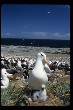 Image of Black-browed Albatross