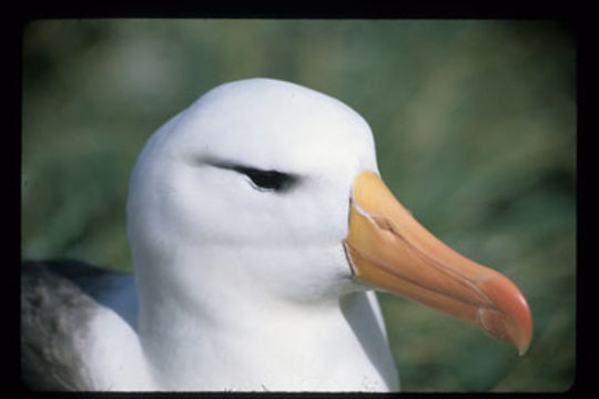 Image of Black-browed Albatross