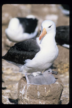 Image of Black-browed Albatross