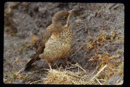 Image of Austral Thrush