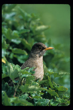 Image of Turdus falcklandii falcklandii Quoy & Gaimard 1824