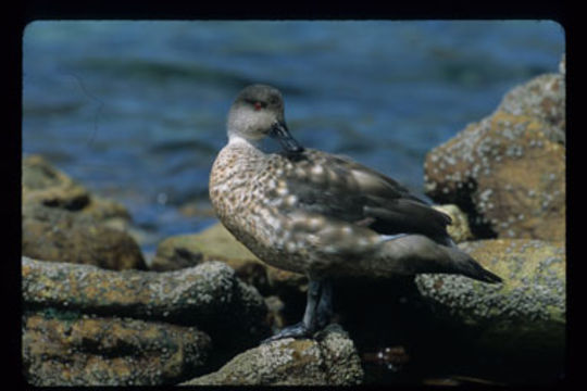 Image of Lophonetta specularioides specularioides (King & PP 1828)