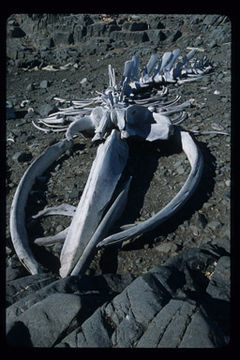 Image of Pygmy Blue Whale