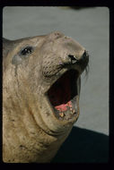 Image of South Atlantic Elephant-seal