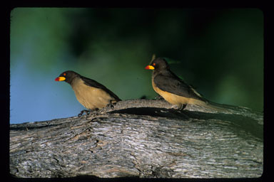 Image of Yellow-billed oxpecker