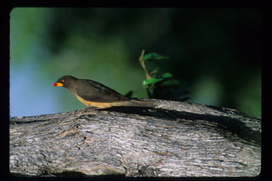 Image of Yellow-billed Oxpecker