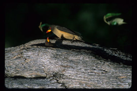 Image of Yellow-billed Oxpecker