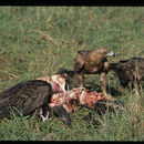 Image of Tawny Eagle