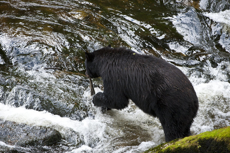 Image of American Black Bear